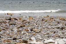 Seeschwalbe (4 von 7).jpg